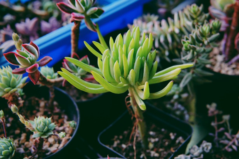 绿色可爱的多肉植物图片