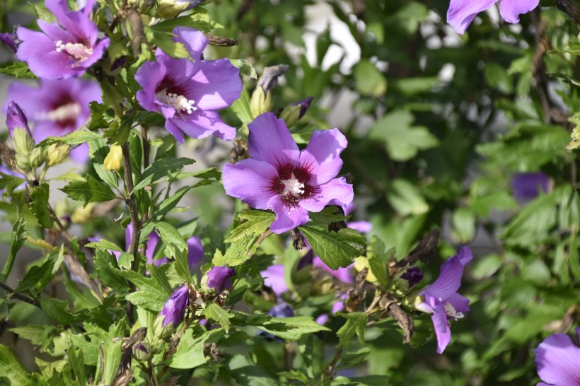 纤细纯洁的芙蓉花图片