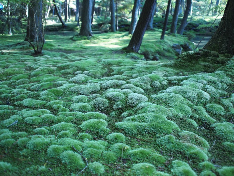 水生绿色青苔图片