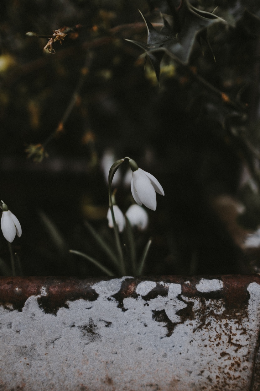 洁白如雪的雪滴花图片