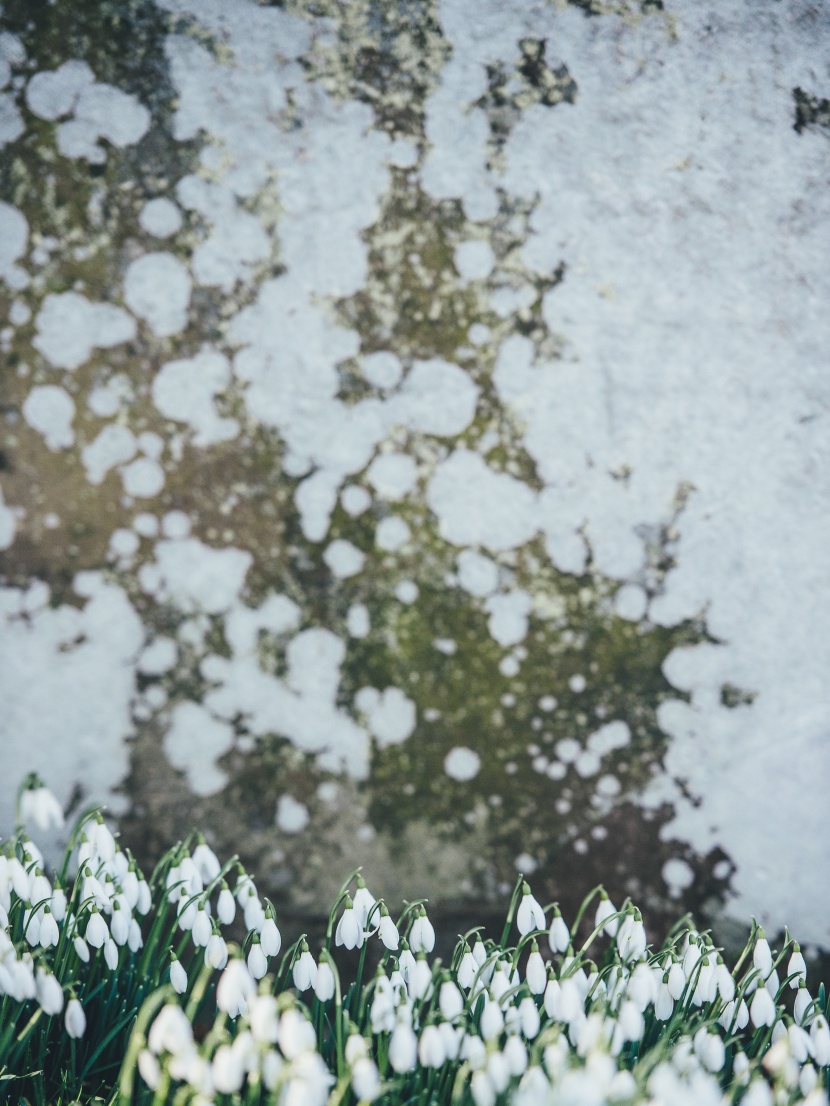 洁白如雪的雪滴花图片