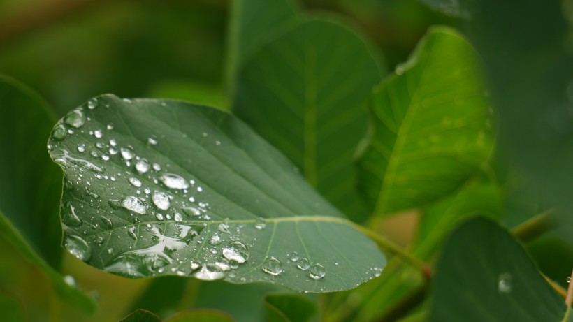 雨后绿叶图片