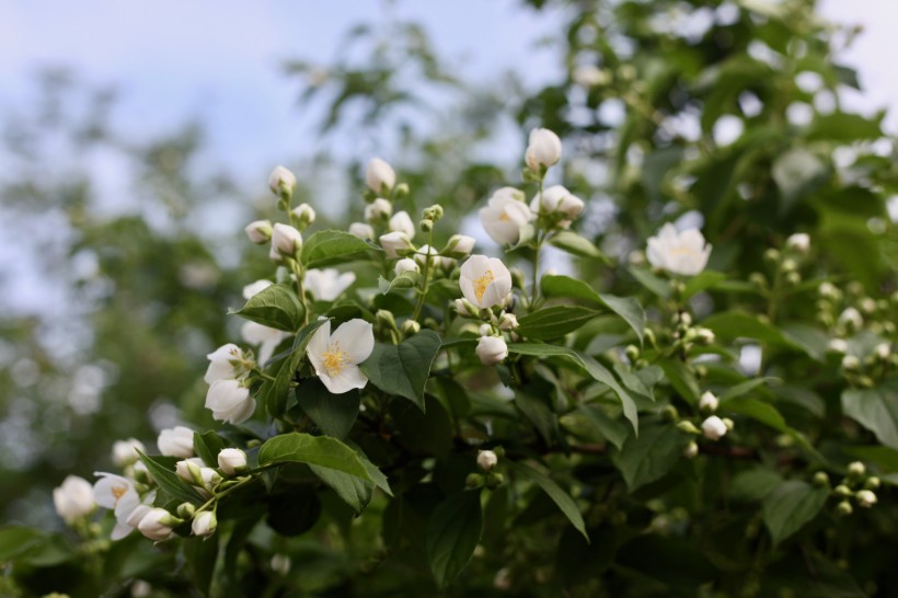 纯洁美丽的茉莉花图片