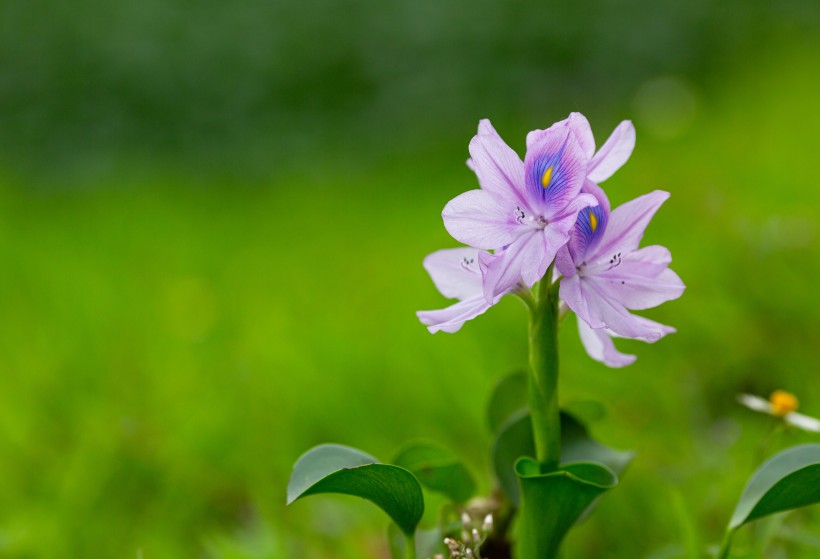 淡紫色清丽的雨久花图片