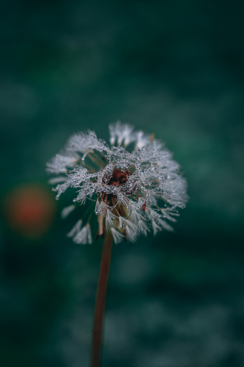 白色轻盈的蒲公英图片