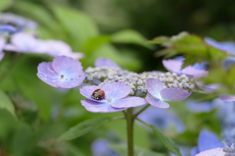 花团锦簇的淡紫色八仙花图片