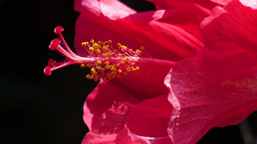 粉色和红色的芙蓉花图片