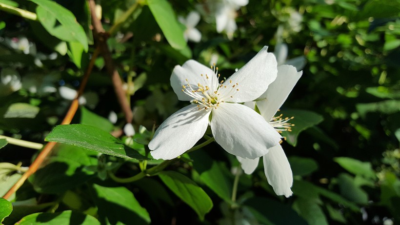 纯洁芳香的茉莉花图片