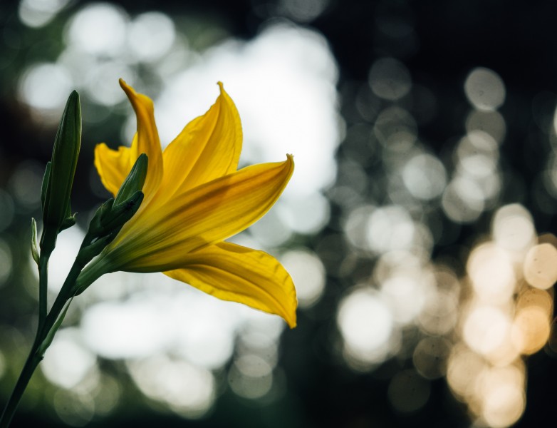 清丽芳香的百合花图片