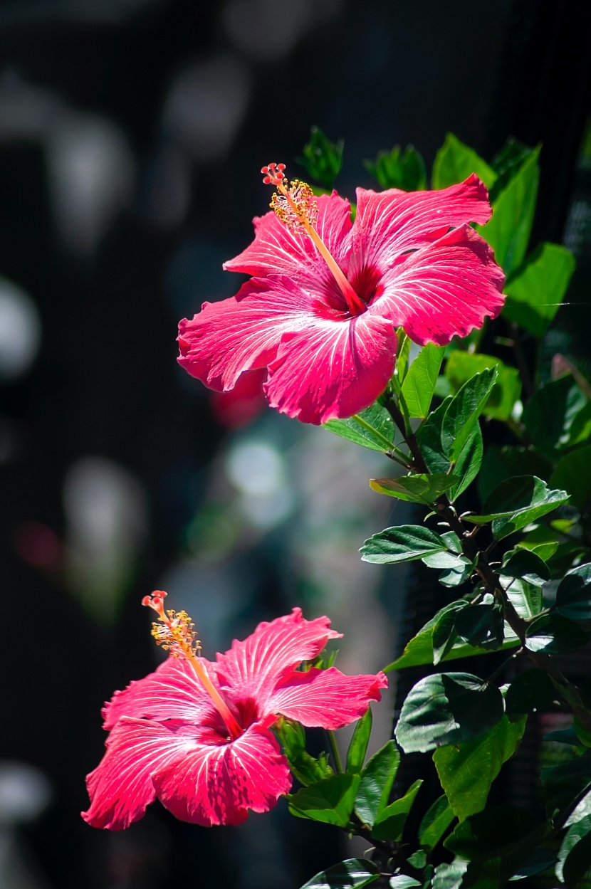 纤细清雅的芙蓉花图片