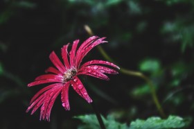 沾满水珠的鲜花图片(17张)