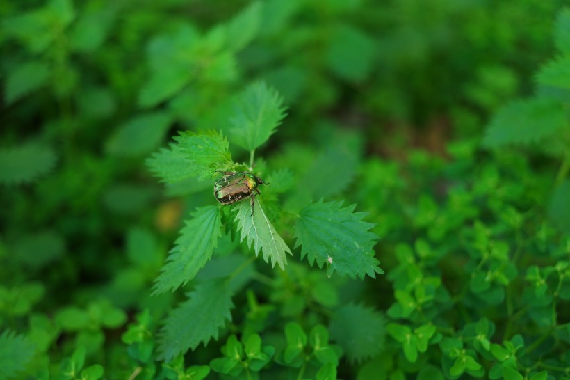 绿色的荨麻图片