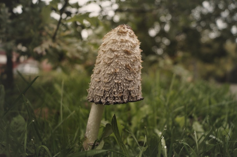 草丛中野生的鸡腿菇图片