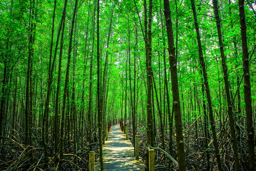 苍劲翠绿的竹林图片