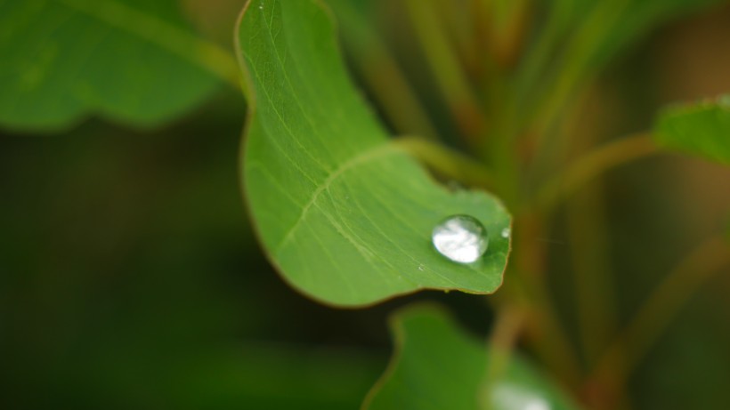 雨后绿叶图片