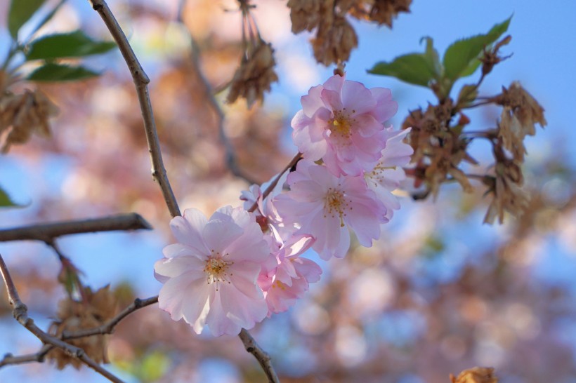 生机勃勃灿烂盛开的樱花图片