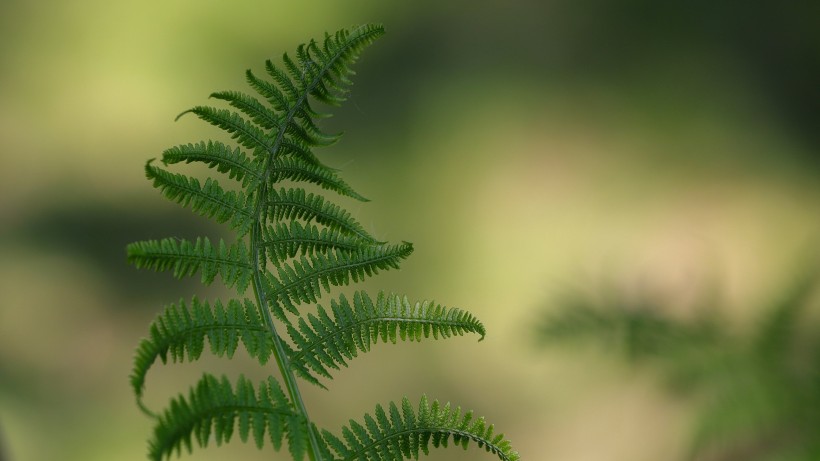 绿色的蕨菜植物图片