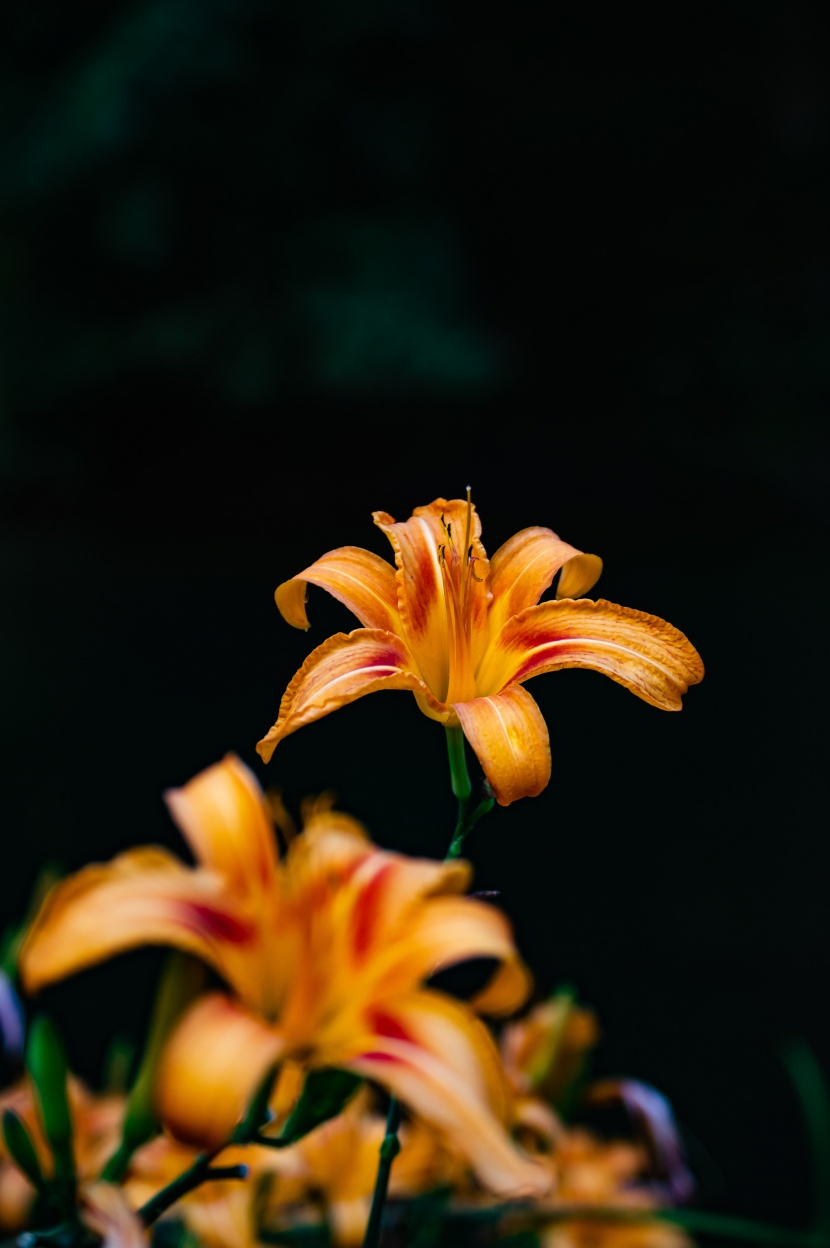 优雅芳香的百合花图片