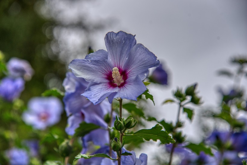 纤细清新的芙蓉花图片