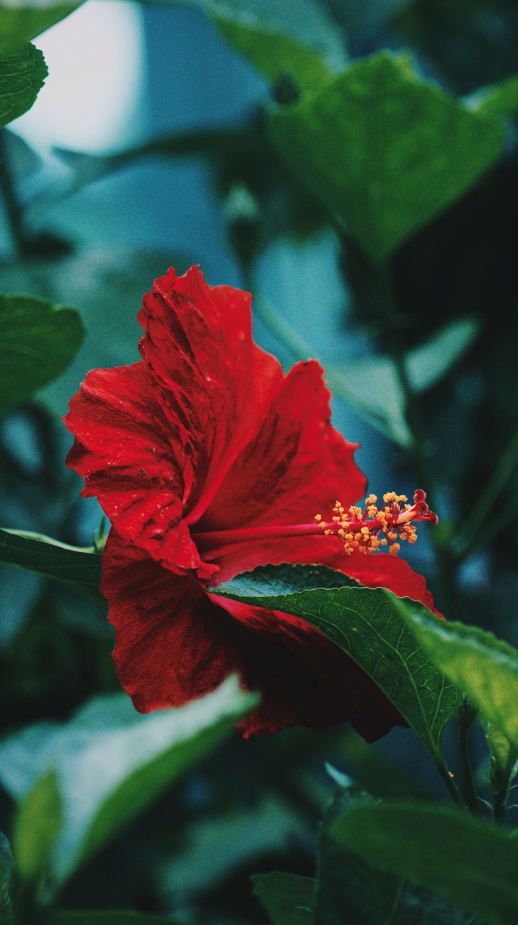 纤细清雅的芙蓉花图片