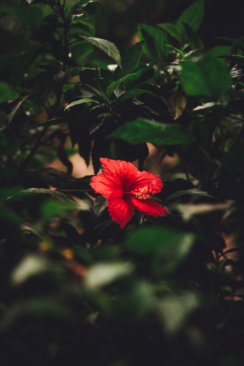 清新娇艳的芙蓉花图片