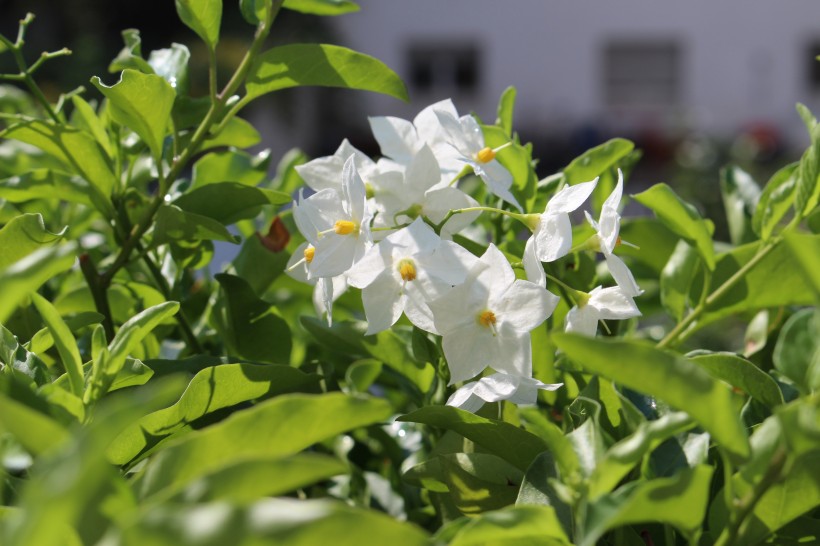 芳香洁白的茉莉花图片