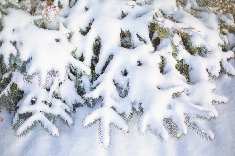 大雪覆盖下挺拔的松树图片