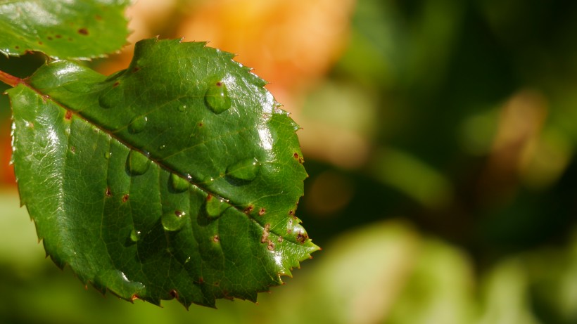 雨后绿叶图片