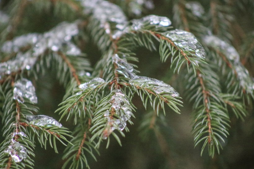 大雪覆盖下挺拔的松树图片