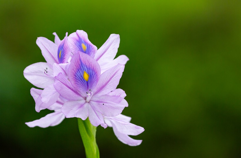 淡紫色清丽的雨久花图片