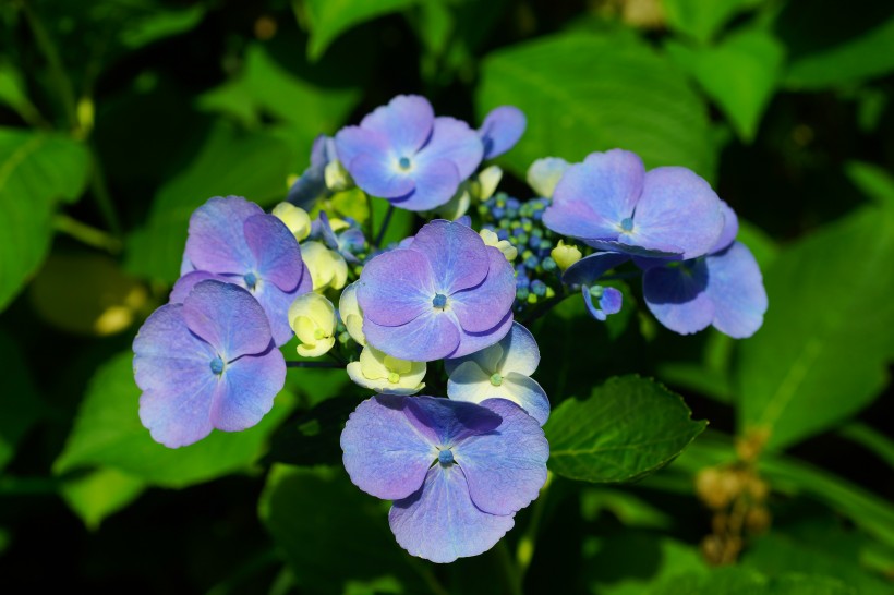 花团锦簇的八仙花图片