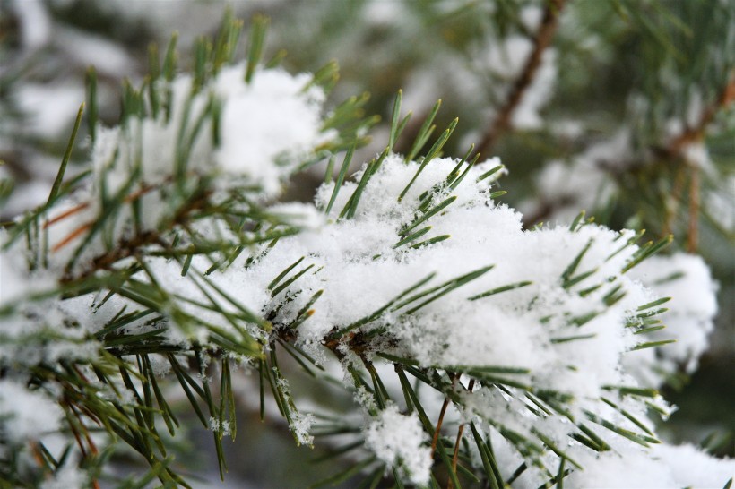 大雪覆盖下挺拔的松树图片