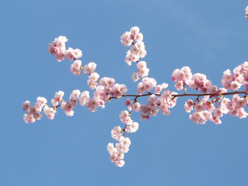 生机勃勃灿烂盛开的樱花图片