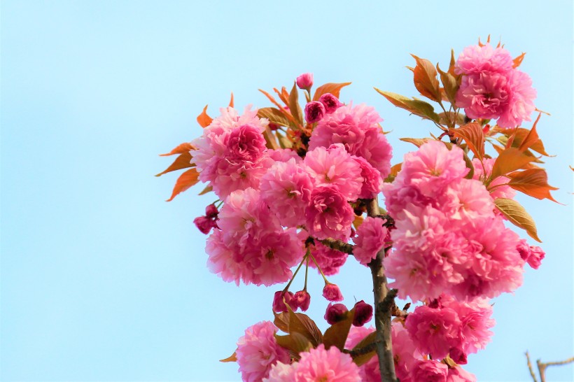 生机勃勃灿烂盛开的樱花图片