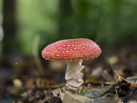 漂亮有毒的红色毒鹅膏菌图片(15张)