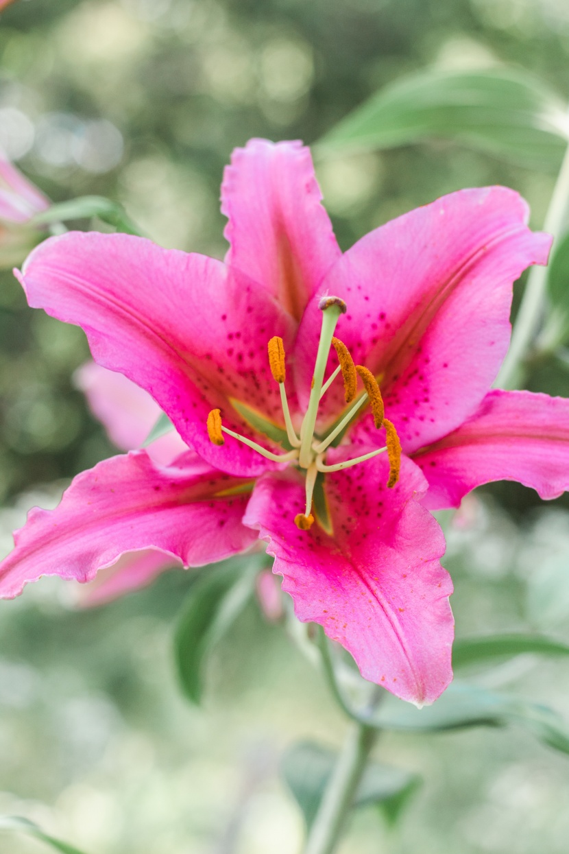 优雅芳香的百合花图片