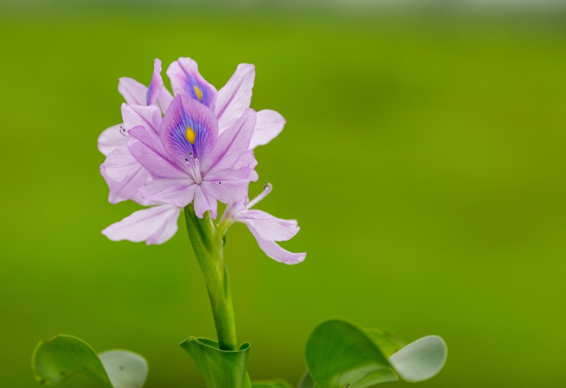 淡紫色清丽的雨久花图片