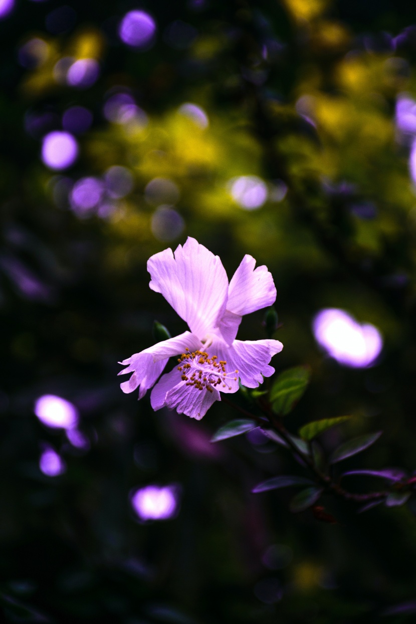 清新娇艳的芙蓉花图片