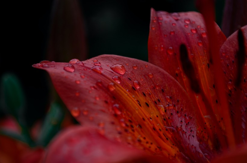 清丽芳香的百合花图片