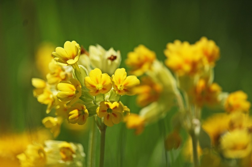 淡雅的黄花九轮草图片