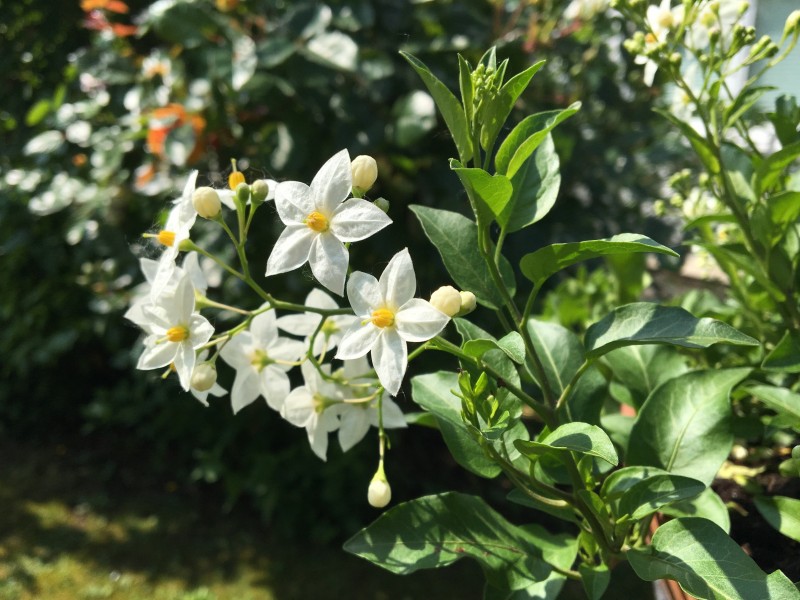 芳香洁白的茉莉花图片