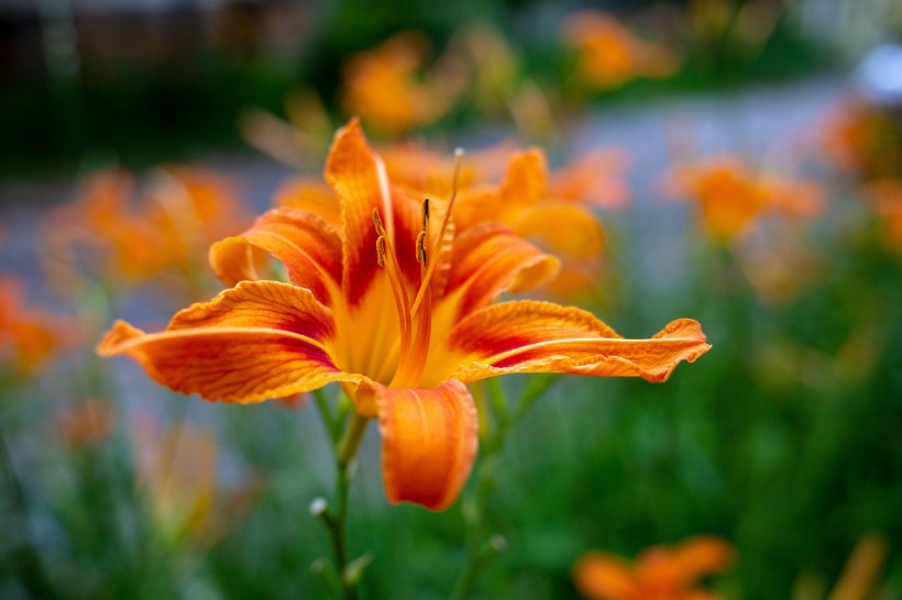 优雅芳香的百合花图片