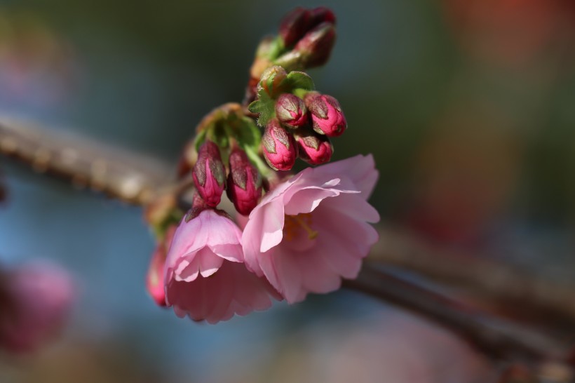 生机勃勃灿烂盛开的樱花图片