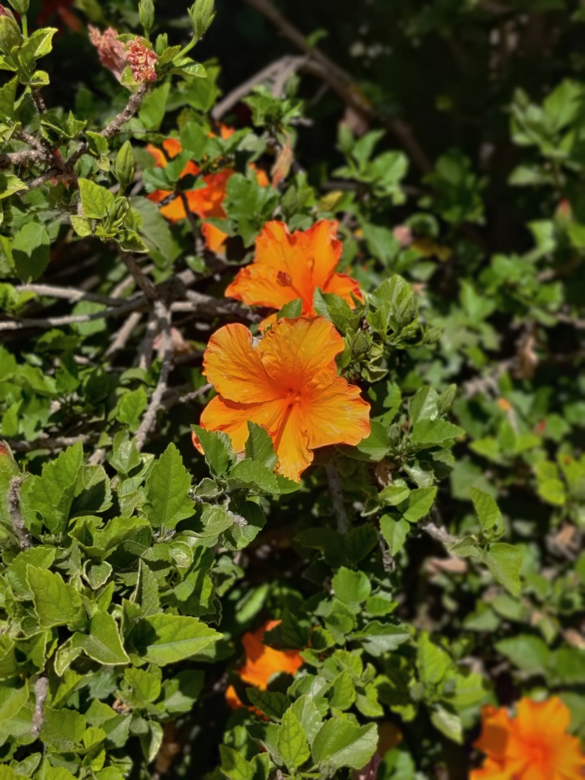 纤细清雅的芙蓉花图片