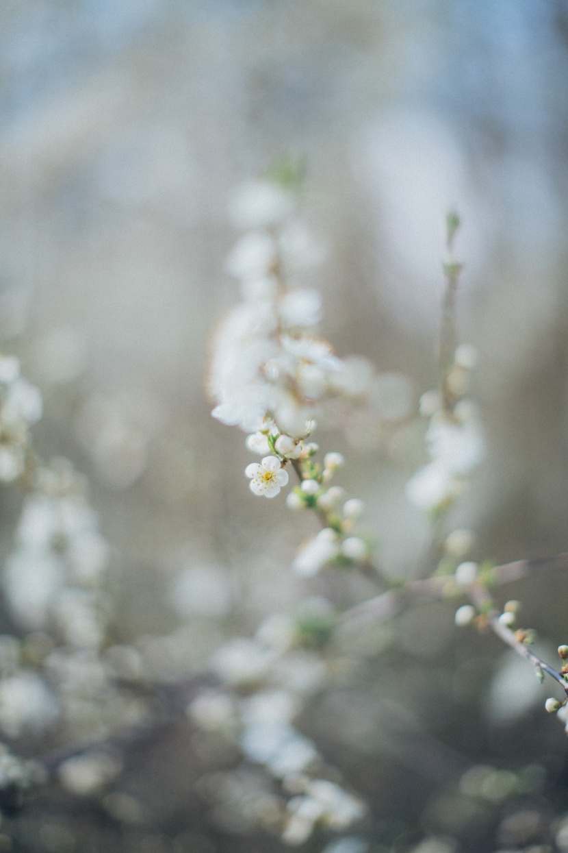 苹果树花图片