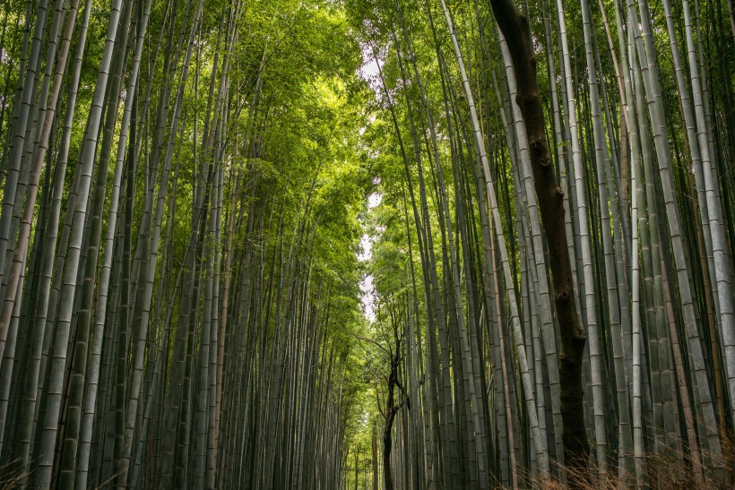 苍劲翠绿的竹林图片