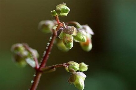 宫灯长寿花几月可以扦插，5月～6月扦插最佳