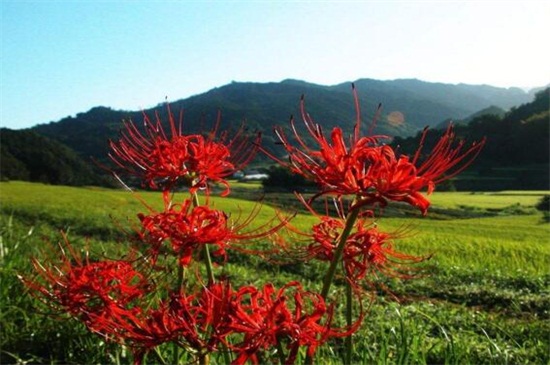 彼岸花代表什么爱情，代表凄惨的爱情