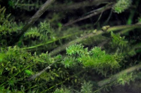 水草是什么植物