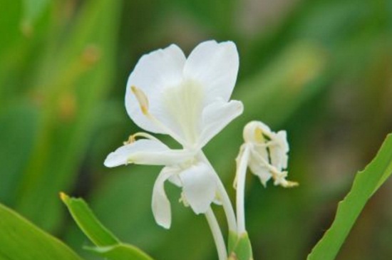 姜花适合在家庭养殖吗，植株无毒适合家庭养殖